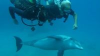 Yoga Reise und mit Delphine tauchen, schnorcheln - Business Yoga