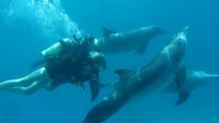 Yoga Urlaub und Delphinschwimmen